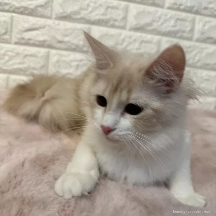 ID:2310-01856の子猫