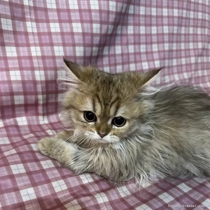 ID:2408-02748の子猫