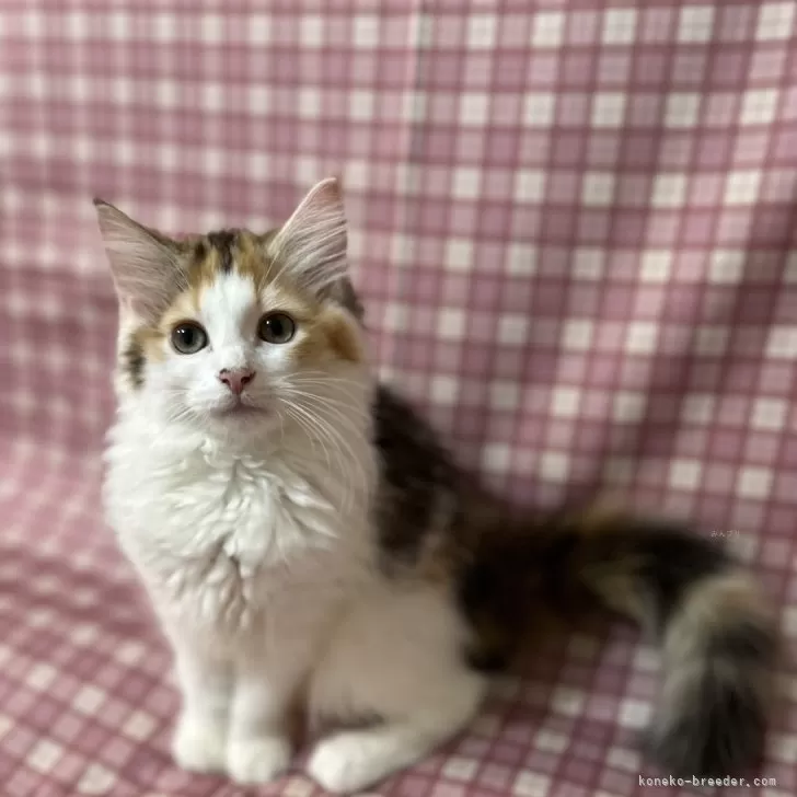 ID:2408-02136の子猫