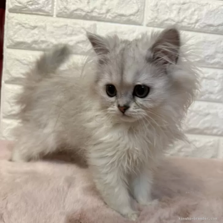 ID:2402-01514の子猫