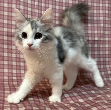 ノルウェージャンフォレストキャット【愛知県・女の子・2024年6月7日・ダイリュートキャリコ】の写真「キャリコの淡いカラーで可愛い女の子です♡」
