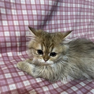 ペルシャ(チンチラ)【愛知県・女の子・2024年5月29日・チンチラゴールデン】の写真「丸顔の可愛い女の子です♡」