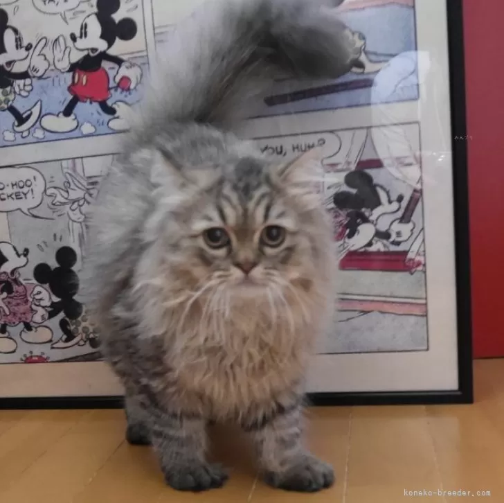 ペルシャ(チンチラ)【愛知県・男の子・2025年4月15日・シェーデットゴールデン】の写真1