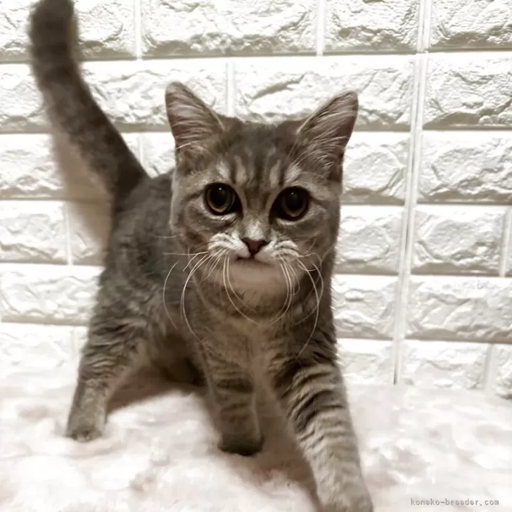ID：2506-00453の子猫