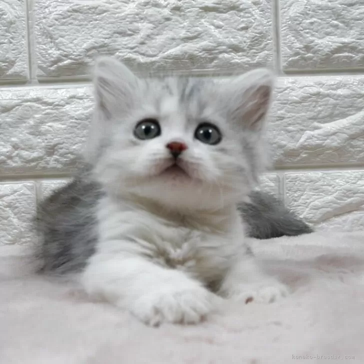 ID：2508-00963の子猫
