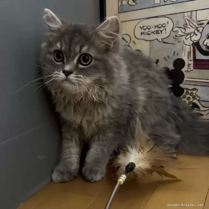 ID：2502-01660の子猫