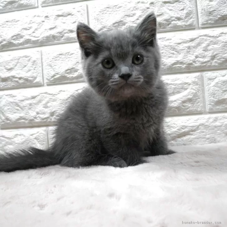 ミヌエット(長足)【愛知県・男の子・2025年6月12日・ブルー】の写真1