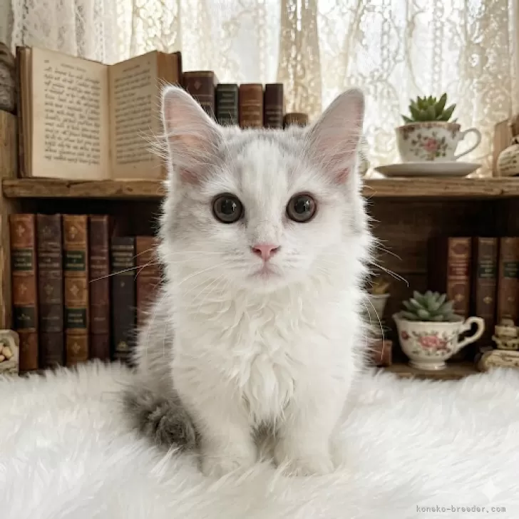 ID：2604-03139の子猫