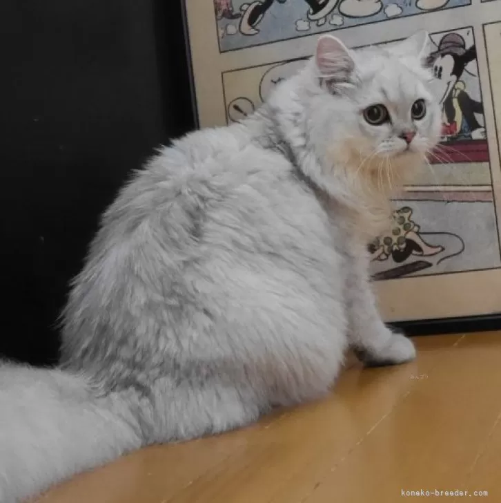 ID：2510-02905の子猫