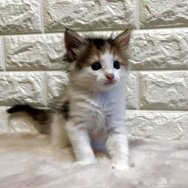 ID:2506-01477の子猫