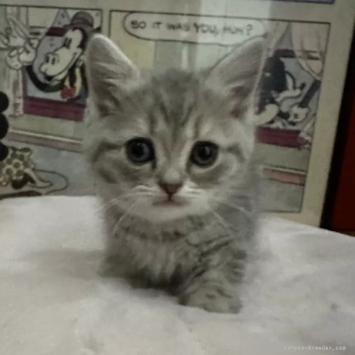 ID：2412-02169の子猫