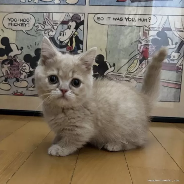 ID:2501-00259の子猫