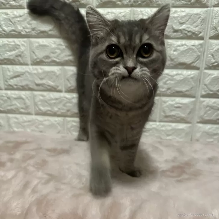 ID：2506-02526の子猫