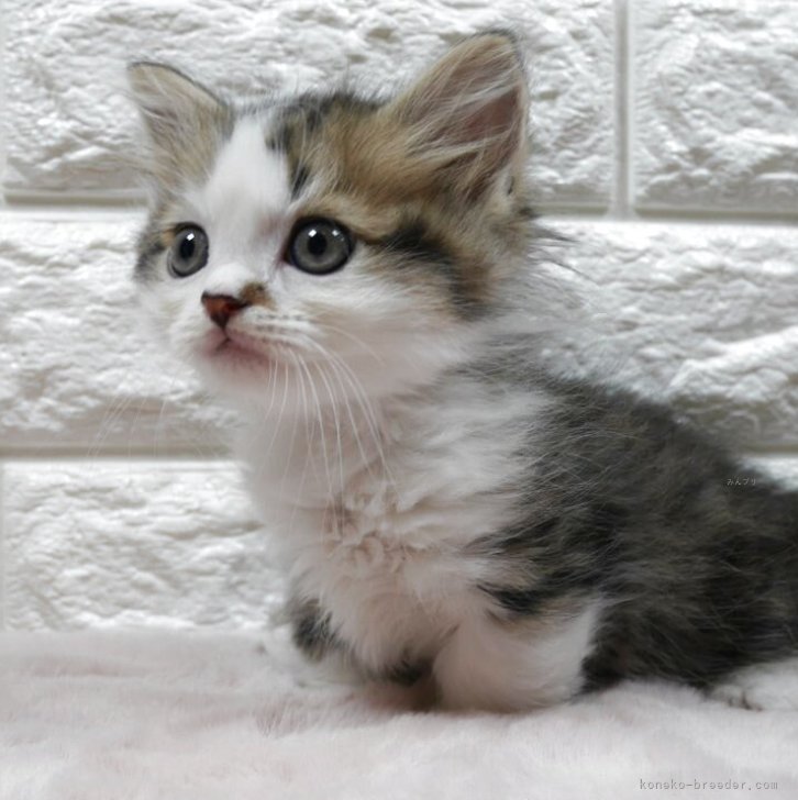 ブリーダー画像