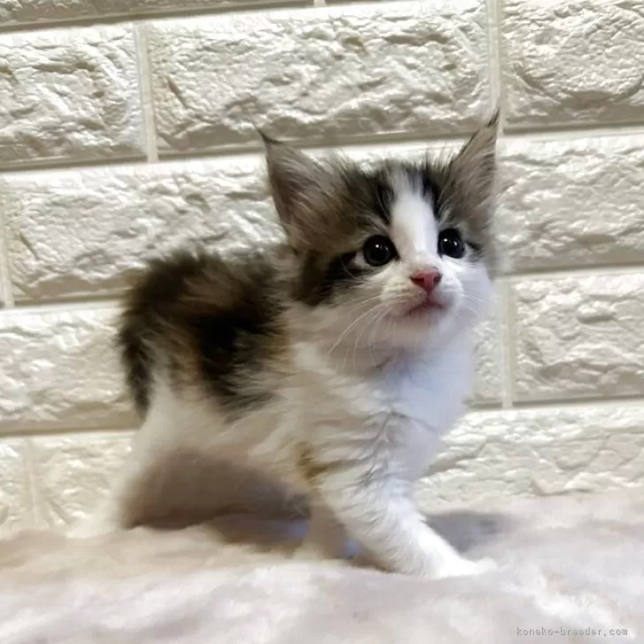 ID：2506-01476の子猫