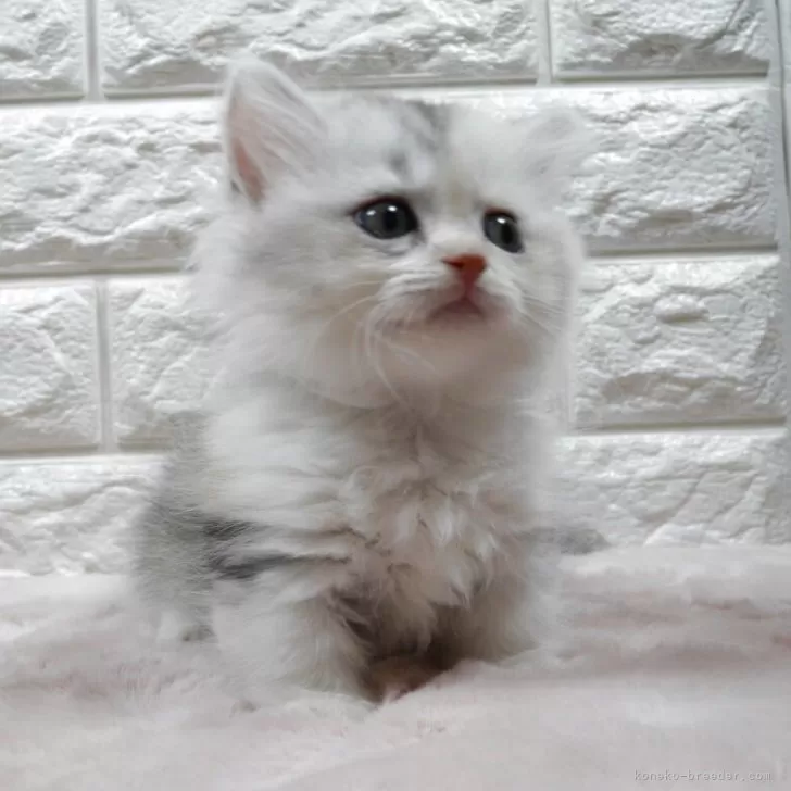 ID:2508-00964の子猫