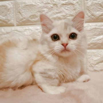 ミヌエット(短足)【愛知県・女の子・2025年8月2日・ダイリュートキャリコ】の写真「短足ちゃんの可愛い女の子です❤️」