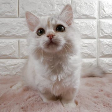 ミヌエット(短足)【愛知県・女の子・2025年8月2日・ダイリュートキャリコ】の写真「短足ちゃんの可愛い女の子です❤️」