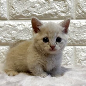 ミヌエット(短足)【愛知県・男の子・2025年5月2日・クリーム】の写真「短足ちゃんで可愛いお顔の男の子です🐱」