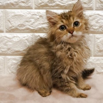 ペルシャ(チンチラ)【愛知県・男の子・2025年8月15日・シェーデットゴールデン】の写真「優しい顔立ちの可愛い男の子です🐱」