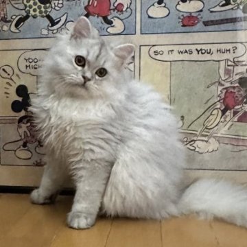 ペルシャ(チンチラ)【愛知県・男の子・2025年8月15日・チンチラシルバー】の写真「可愛い顔立ちの男の子です🐱」