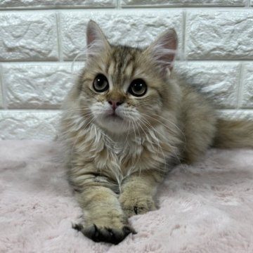 ペルシャ(チンチラ)【愛知県・男の子・2025年3月1日・チンチラゴールデン】の写真「顔立ちの可愛い男の子です🐱」