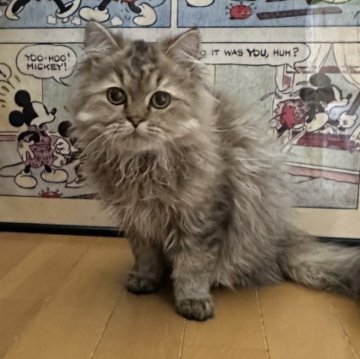 ペルシャ(チンチラ)【愛知県・男の子・2025年8月15日・シェーデットゴールデン】の写真「優しい顔立ちの可愛い男の子です🐱」