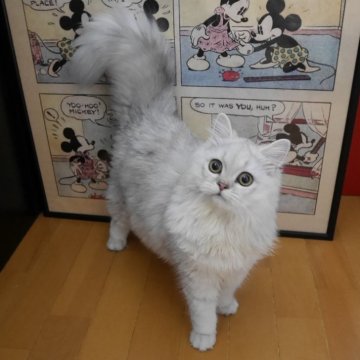 ペルシャ(チンチラ)【愛知県・女の子・2025年4月15日・チンチラシルバー】の写真「甘え上手なかわいい女の子です♥️」