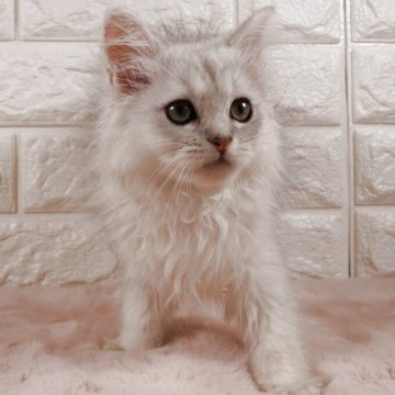 ペルシャ(チンチラ)【愛知県・男の子・2025年8月15日・チンチラシルバー】の写真「可愛い顔立ちの男の子です🐱」