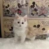 ノルウェージャンフォレストキャット