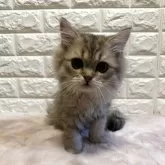 ペルシャ(チンチラ)
