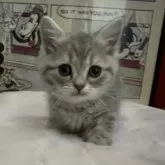 ミヌエット(短足)【愛知県・男の子・2024年10月31日・ブルータビー】の写真1