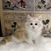 ノルウェージャンフォレストキャット