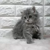 ミヌエット(長足)【愛知県・女の子・2025年6月12日・ブルー】の写真2