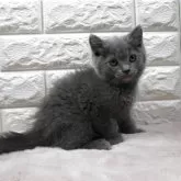 ミヌエット(長足)【愛知県・男の子・2025年6月12日・ブルー】の写真2