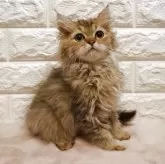 ペルシャ(チンチラ)【愛知県・男の子・2025年8月15日・シェーデットゴールデン】の写真2