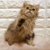 ペルシャ(チンチラ)【愛知県・男の子・2025年8月15日・シェーデットゴールデン】の写真3