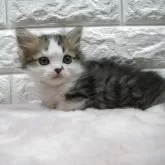 ミヌエット(短足)【愛知県・男の子・2025年6月15日・ブラウンタビー】の写真3