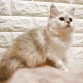 ミヌエット(長足)【愛知県・女の子・2025年8月2日・ダイリュートキャリコ】の写真4