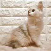 ミヌエット(長足)【愛知県・女の子・2025年8月2日・ダイリュートキャリコ】の写真6