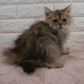 ペルシャ(チンチラ)【愛知県・男の子・2025年8月15日・シェーデットゴールデン】の写真6