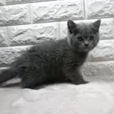 ミヌエット(長足)【愛知県・男の子・2025年6月12日・ブルー】の写真6