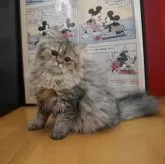 ペルシャ(チンチラ)【愛知県・女の子・2025年4月15日・シェーデットゴールデン】の写真6