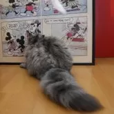 ペルシャ(チンチラ)【愛知県・女の子・2025年4月15日・シェーデットゴールデン】の写真7