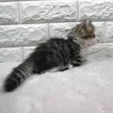 ミヌエット(短足)【愛知県・男の子・2025年6月15日・ブラウンタビー】の写真7