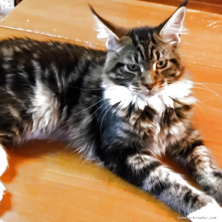 ID：2412-02145の子猫