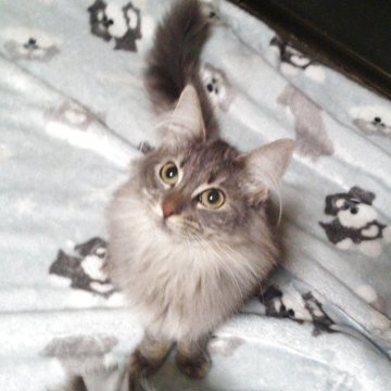 ノルウェージャンフォレストキャット【愛知県・女の子・2025年4月12日・ブラウンマッカレルタビー】の写真「♪12/9 お値下げ・写真更新致しました」