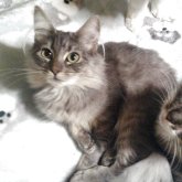 ノルウェージャンフォレストキャット