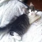 ノルウェージャンフォレストキャット