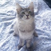 ノルウェージャンフォレストキャット